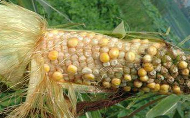 玉米病蟲害有哪些防治措施