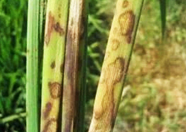 玉米最常見的四種病蟲害如何防治