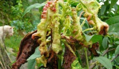 桃樹常見的3種病蟲害怎么防治？