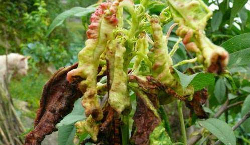 桃樹常見的3種病蟲害怎么防治？