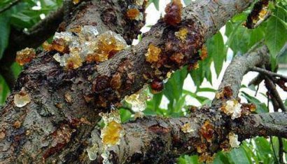 桃樹主要病蟲害有哪些？如何防治？