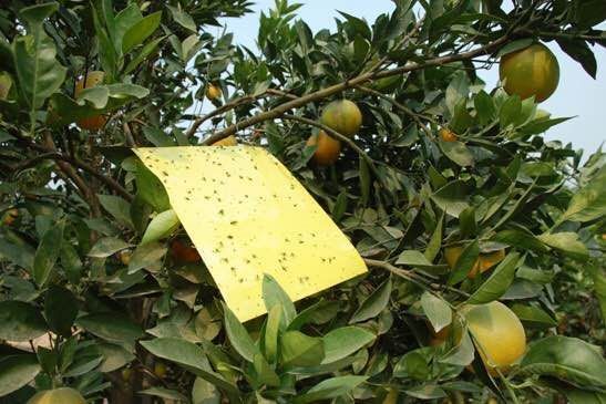 果樹蚜蟲防治技術(shù)詳解