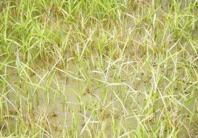 水稻立枯病綜合防治技術(shù)