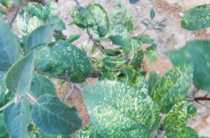 李子樹黃葉病是怎么形成的如何防治