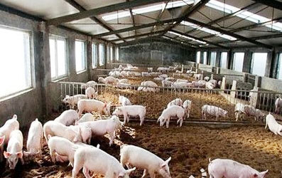 豬糞發酵有機肥有哪些用途