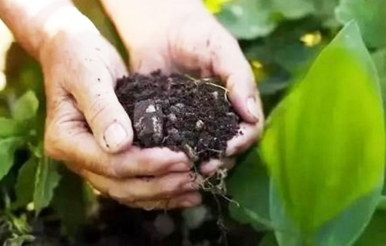 羊糞發酵有機肥有哪些用途