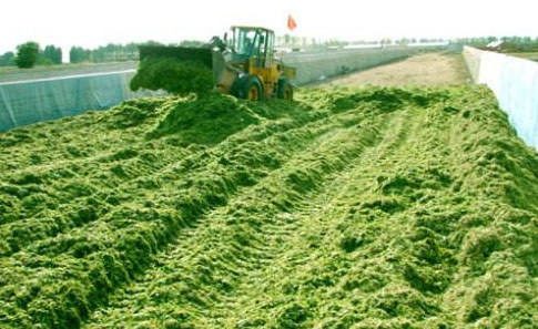 玉米和小麥堆肥發酵技術區別有哪些