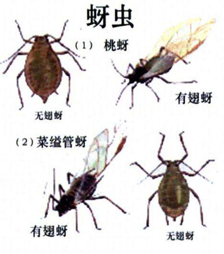 桃蚜防治的有效方法【管用】
