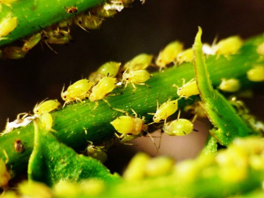 桃蚜防治的有效方法【管用】