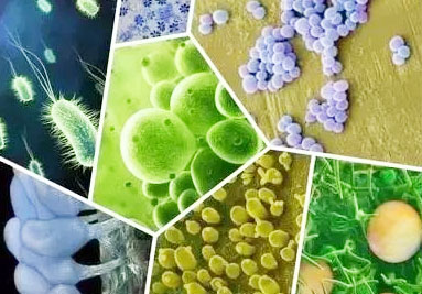 枯草芽孢桿菌的作用有哪些？