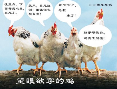 怎么發酵雞糞用來養豬