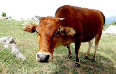 牛糞有機(jī)肥腐熟的原因及方法