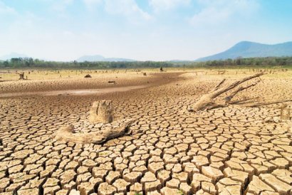 常見的土傳病害有哪些？