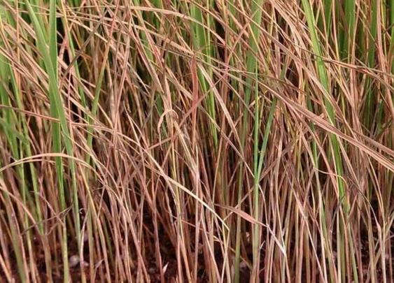 常見的土傳病害有哪些？