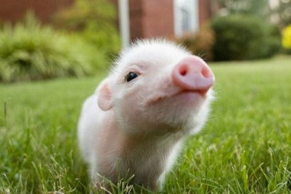 雞糞發酵后做飼料喂豬時如何使用