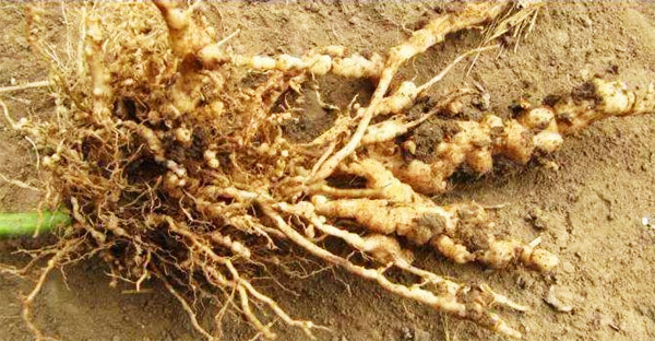 為什么鮮雞糞做農家肥使用前必須進行發酵