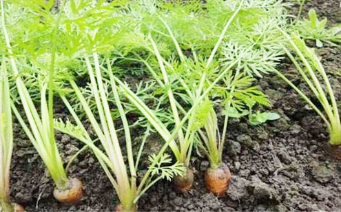 胡蘿卜根腐病癥狀與防治措施