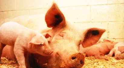 豬糞如何快速發(fā)酵腐熟