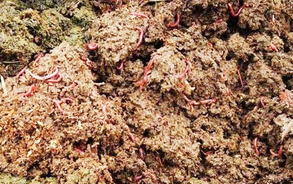 豬糞如何快速發(fā)酵腐熟