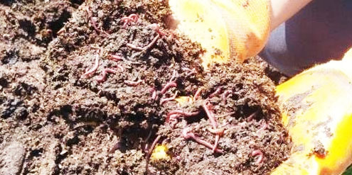 牛糞通過發酵制作的有機肥詳細步驟