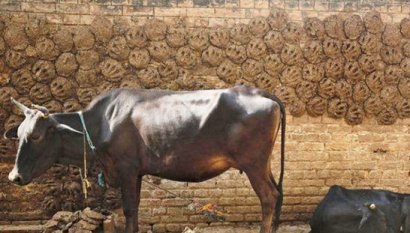 影響牛糞發(fā)酵的因素有哪些？