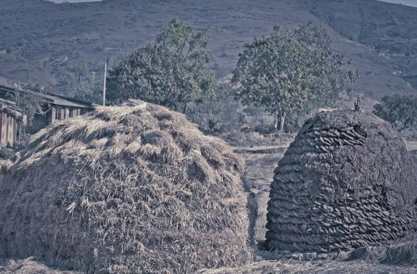 牛糞發酵制作有機肥的方法詳解