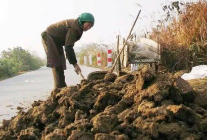 牛糞的有效發(fā)酵方法