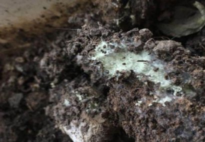 生物有機肥發酵過程中“長毛”好不好