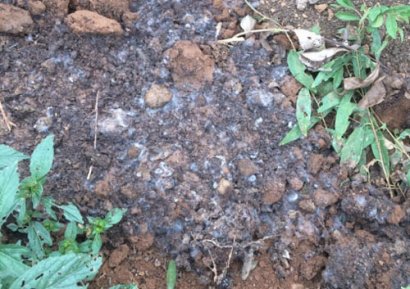 購買的成袋有機肥發霉了還能用嗎？