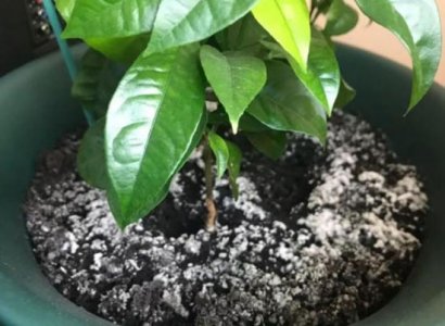 花盆土壤發霉長白毛什么原因？如何防治。