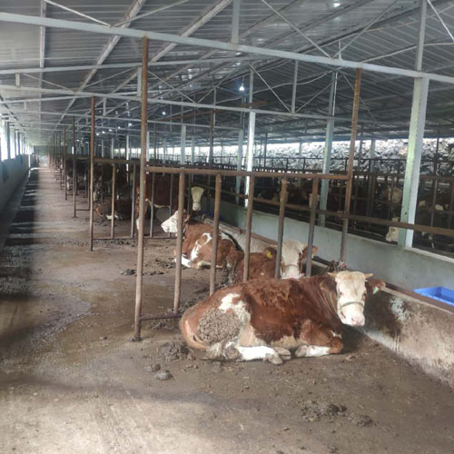 牛糞發酵有機肥的方法