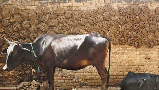 最簡單的牛糞腐熟方法