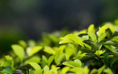 牛糞發(fā)酵腐熟的幾種方法