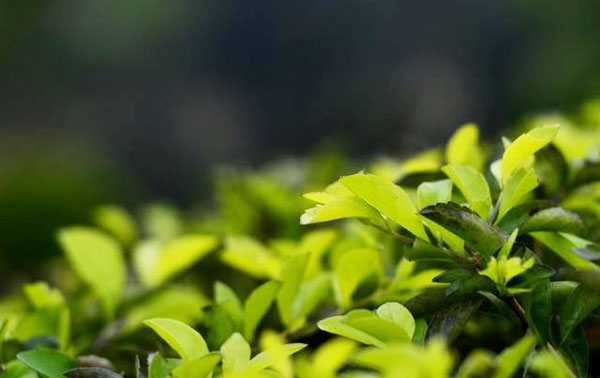 牛糞發(fā)酵腐熟的幾種方法