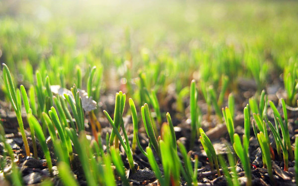 冬夏季節(jié)牛糞發(fā)酵制成有機(jī)肥的方法與好處