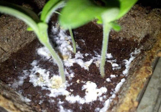 自制雞糞有機肥是不是見到長毛就算發酵好了