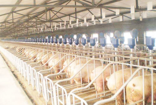 豬糞發(fā)酵處理工藝技術