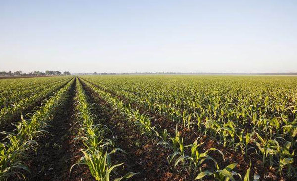 發(fā)酵后的雞糞有機(jī)肥具有哪些優(yōu)點(diǎn)