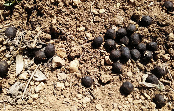 發(fā)酵后的羊糞有機(jī)肥有哪些優(yōu)點(diǎn)？