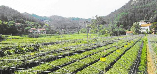 發(fā)酵后的羊糞有機(jī)肥有哪些優(yōu)點(diǎn)？