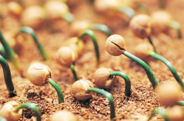 如何發(fā)酵有機(jī)肥才算正確，操作步驟是什么？