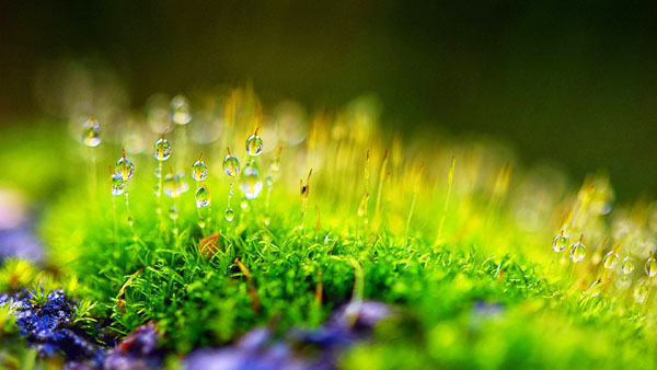 雞糞發酵有機肥的操作步驟