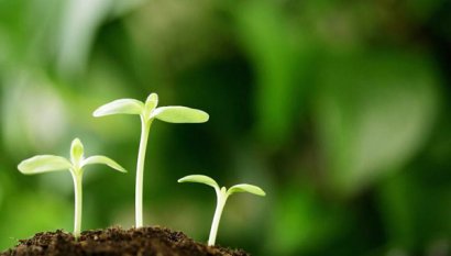 如何發(fā)酵腐熟雞糞？