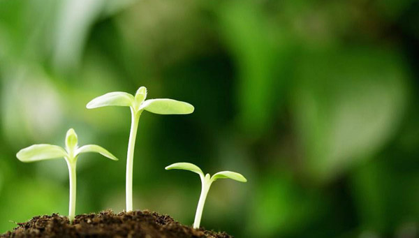 如何發酵腐熟雞糞？