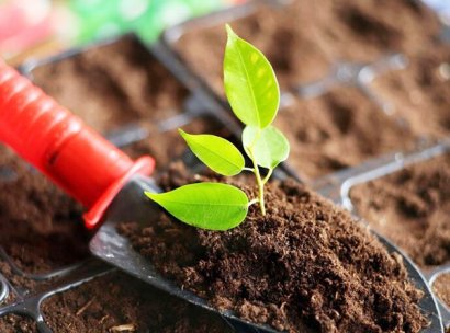 幾種常用的雞糞發(fā)酵有機肥方法