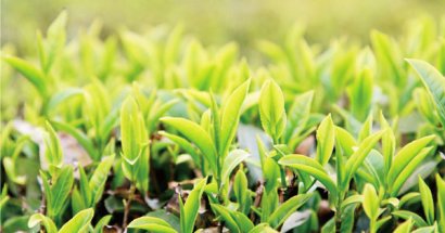 雞糞怎么通過發酵制作有機肥？