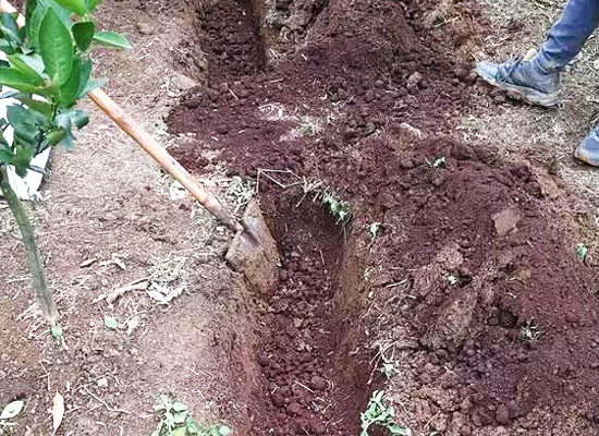 雞糞有機肥的發酵制作方法