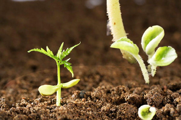 如何處理雞糞用作有機肥料