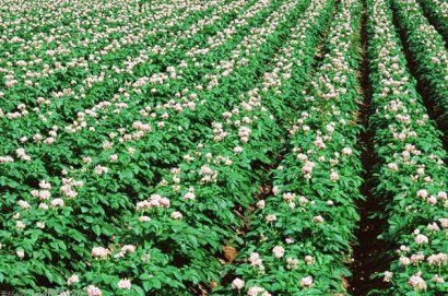 雞糞發(fā)酵制作有機肥的傳統(tǒng)方法