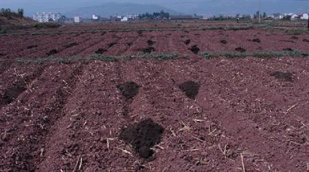 雞糞有機肥如何發酵腐熟，有哪些方法？